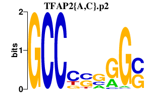 logo of TFAP2{A,C}.p2